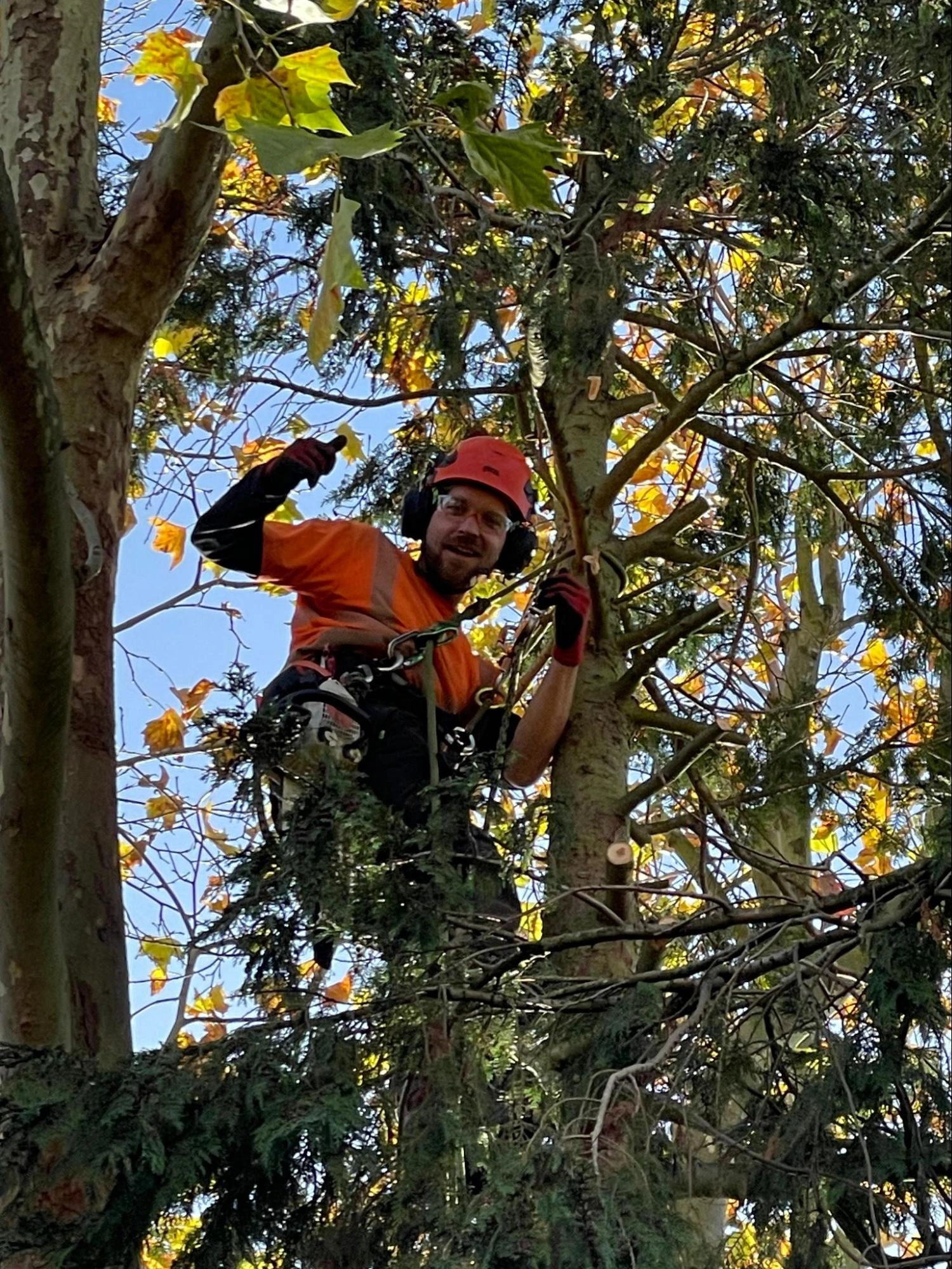 North Weald Bassett Tree Care Experts